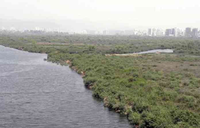 mangroves
