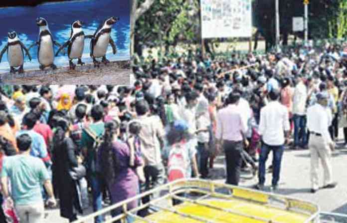 penguin-in-mumbai