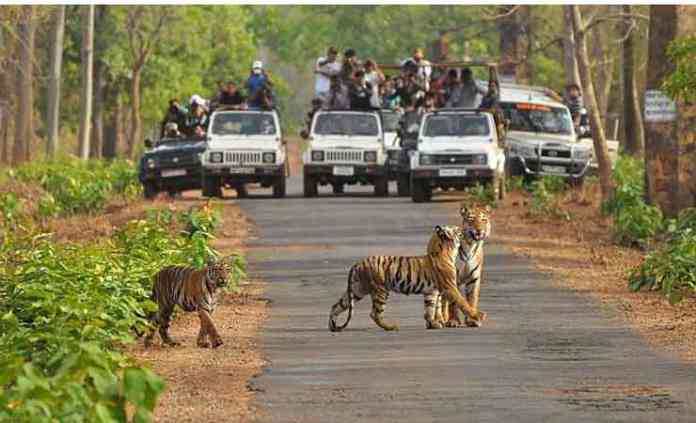 tiger-melghat