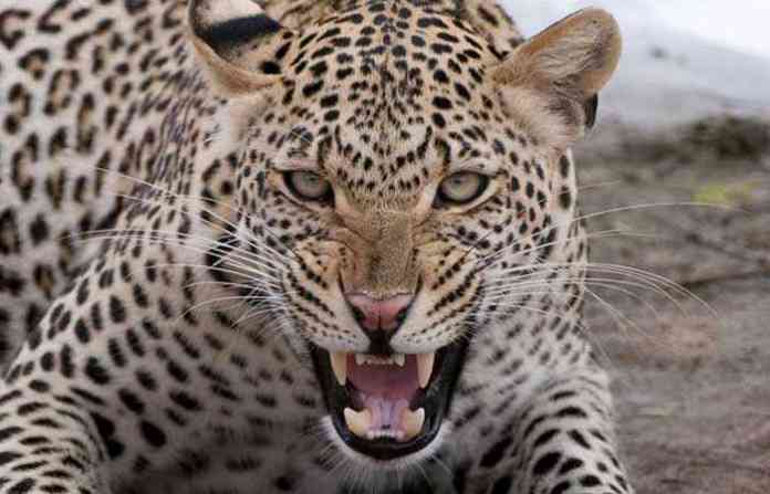 leopard