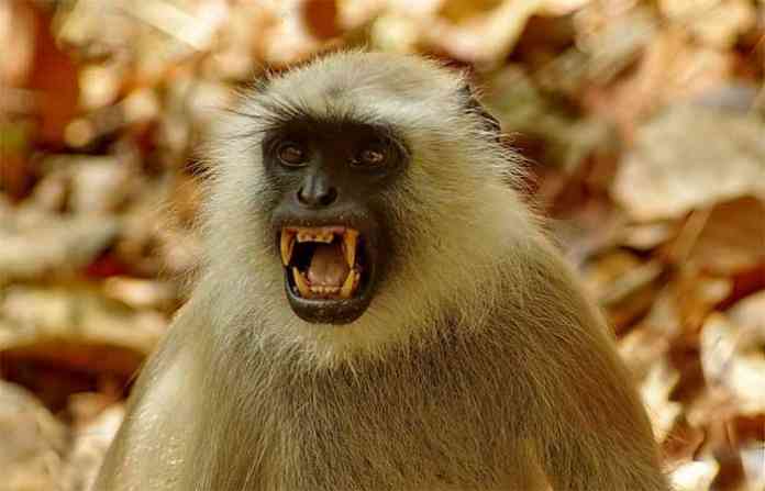 monkey