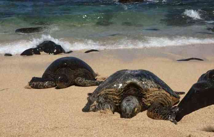 tortoise-in-beach