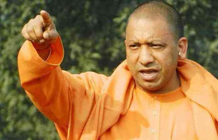 yogi