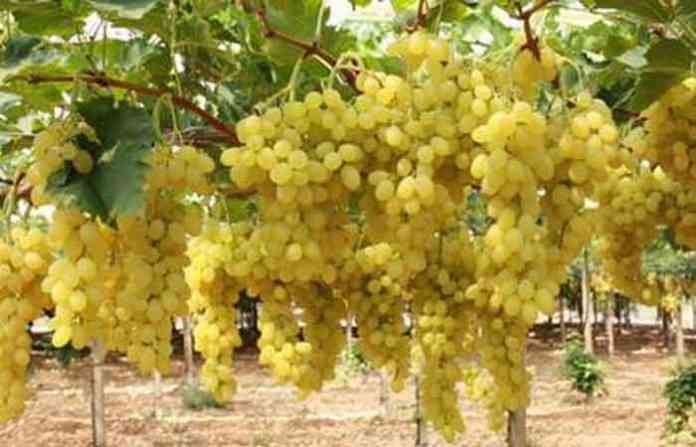 grapes