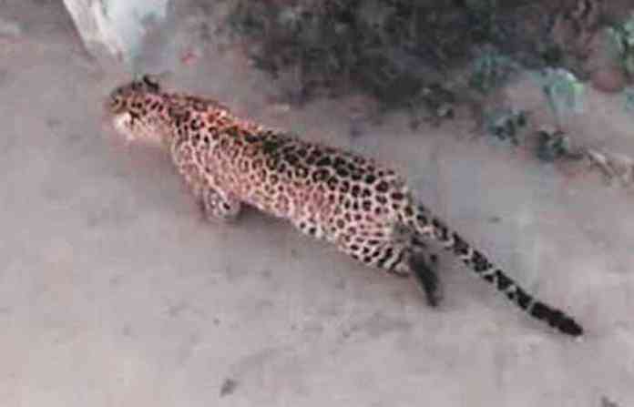 leopard-7591