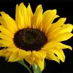 Health Tips – सूर्यफुलाच्या बिया खाण्याचे आरोग्यवर्धक फायदे, वाचा