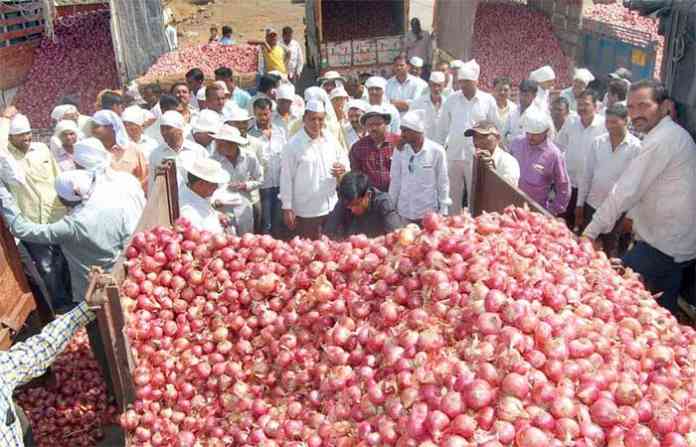 onion-nashik
