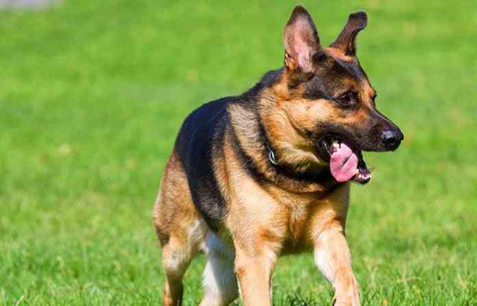 dog