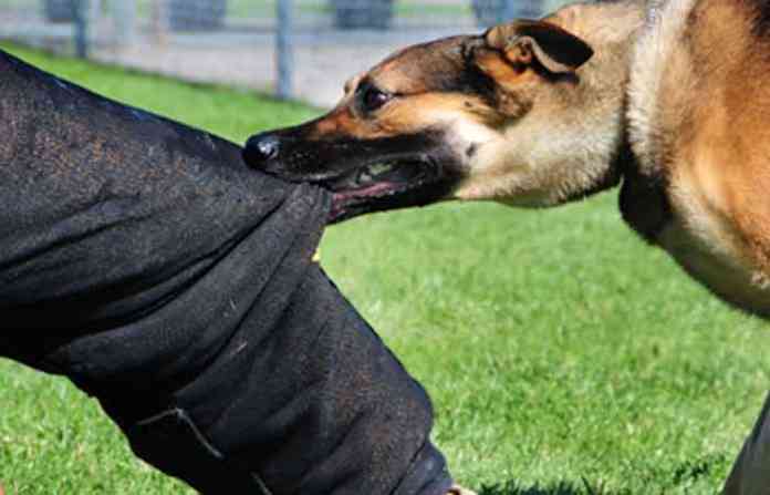 dog-bite-accident