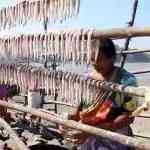 मच्छीमारांचा कृषी दर्जा कागदावरच; कर्जाच्या जाळ्याचा फास आवळला, नुकसानभरपाई तुटपुंजी पालघर