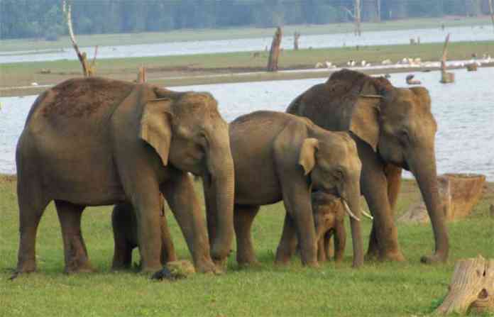 elephant