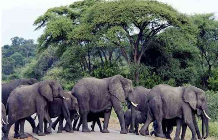 elephant