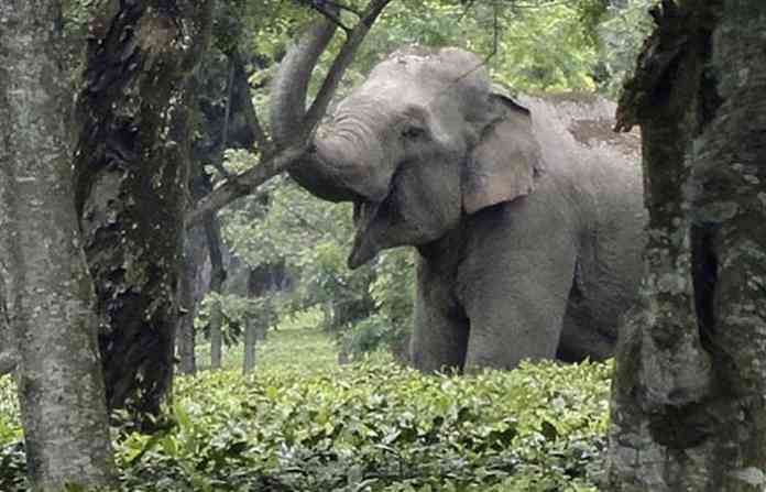 elephant-attack