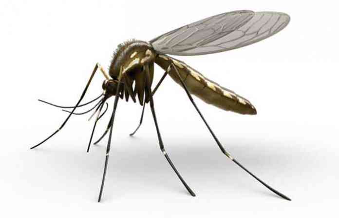 mosquito