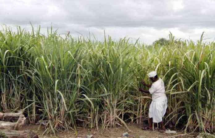 sugarcane