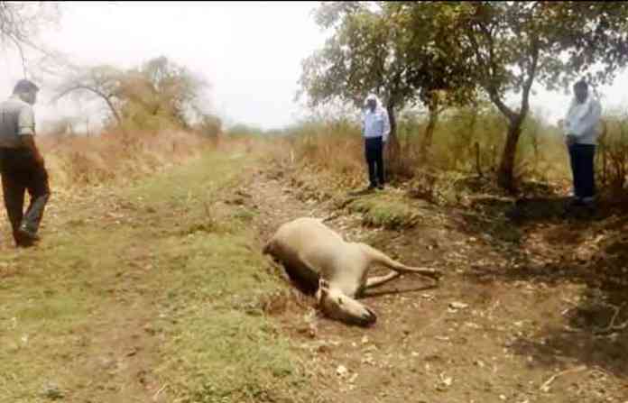 amaravati-animal-death