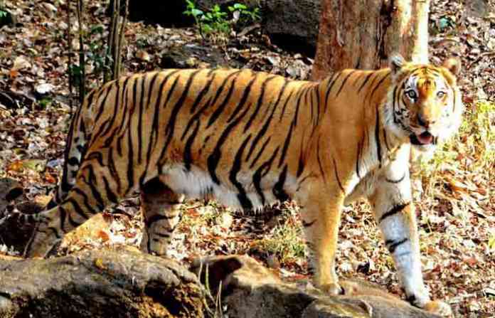 tiger-sandhya-in-goa-sanctu