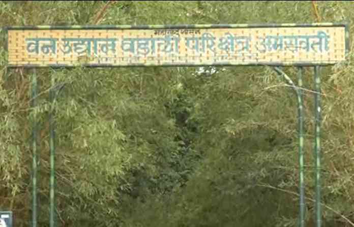 bamboo-from-amaravati