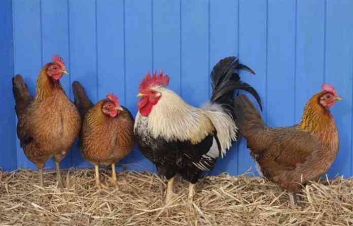 chicken