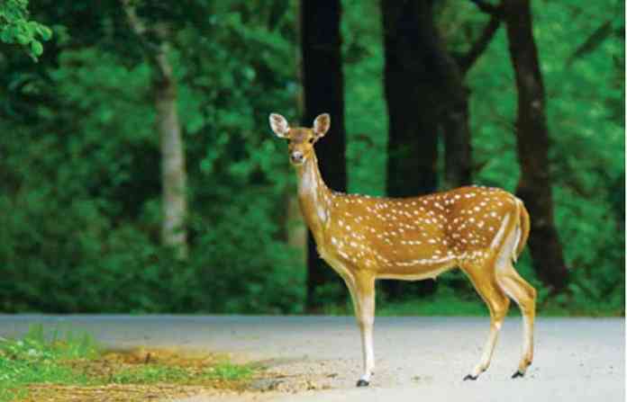 deer