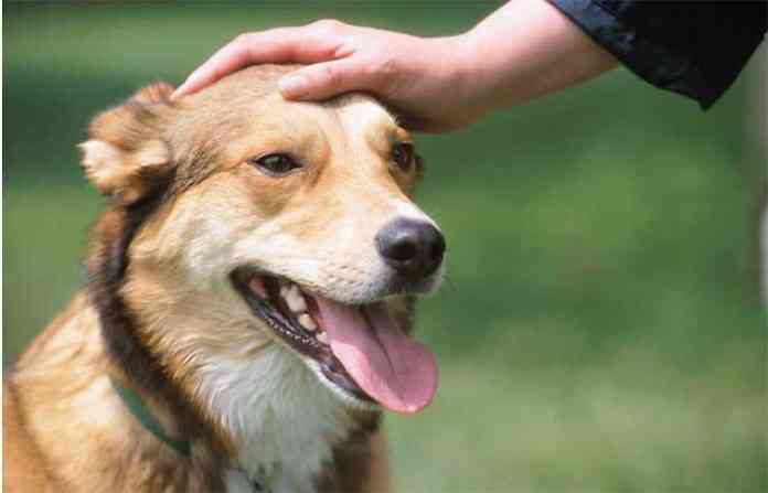 dog