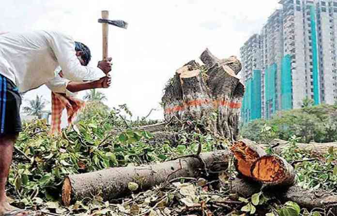 tree-cutting