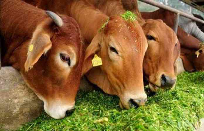 cow