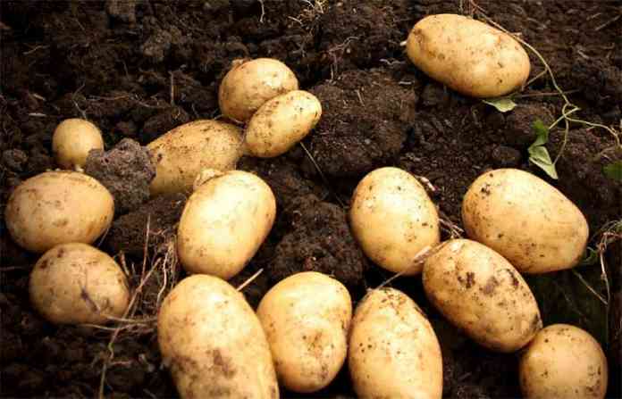 potato