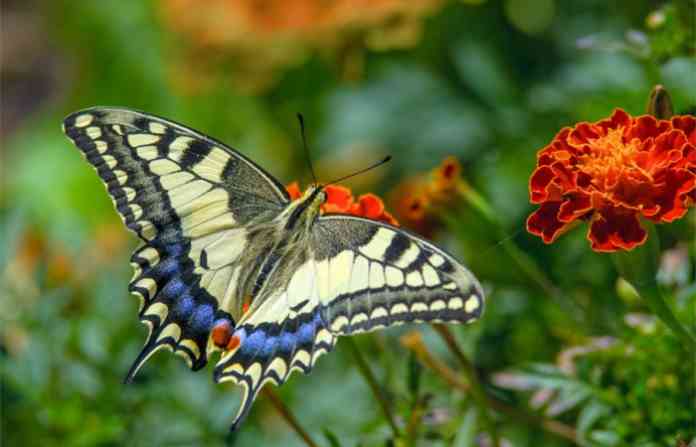 butterfly