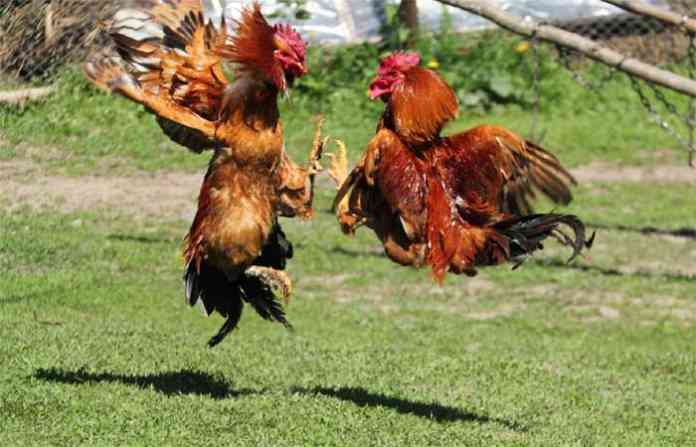 cock-fighting
