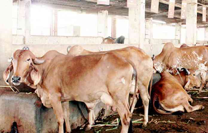 cow-house