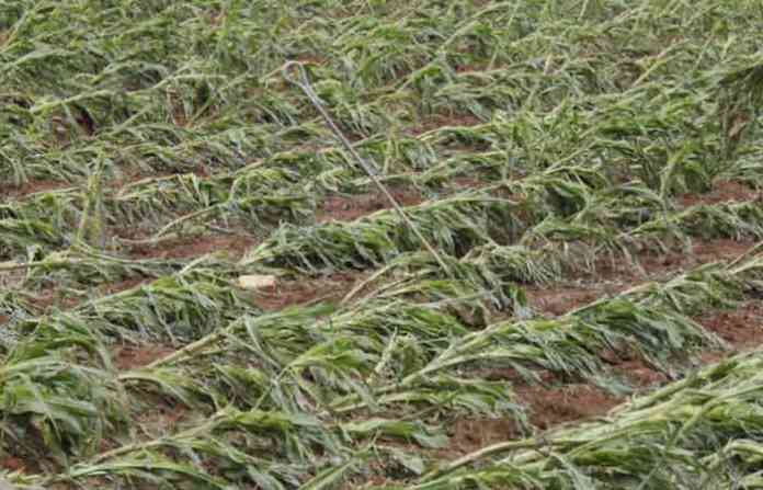 crop-damage-cropped