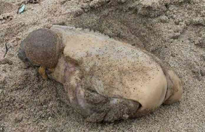 long-dead-california-hare