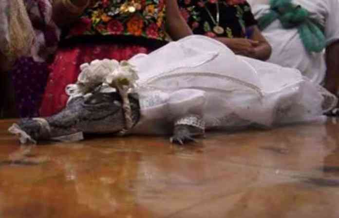 mayor-marry-with-crocodile