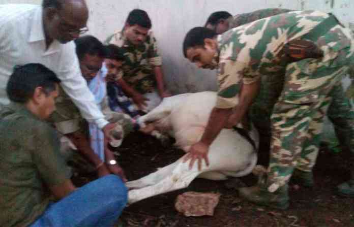 pic_cow