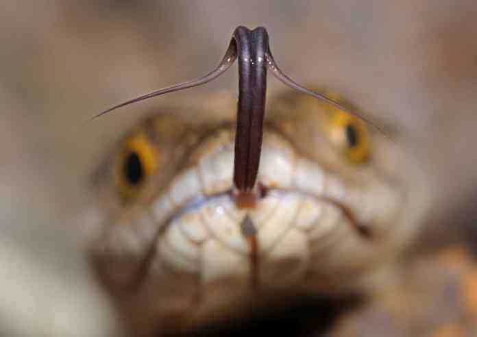 snake