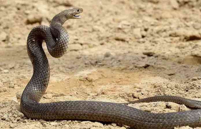 snake-bite