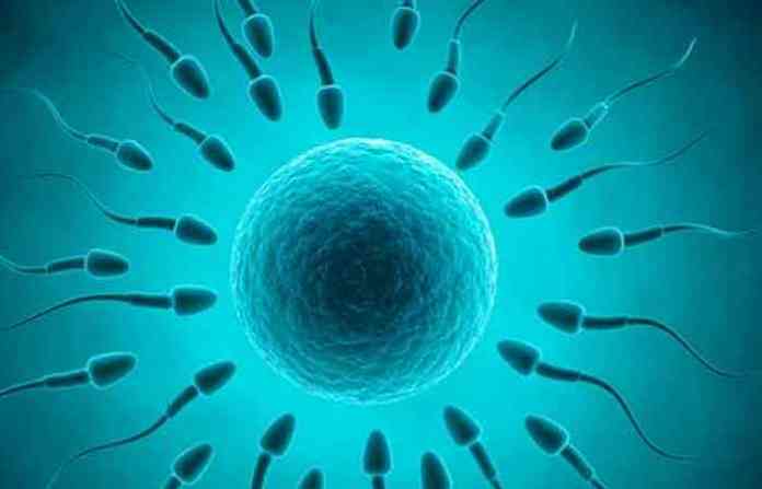 sperm