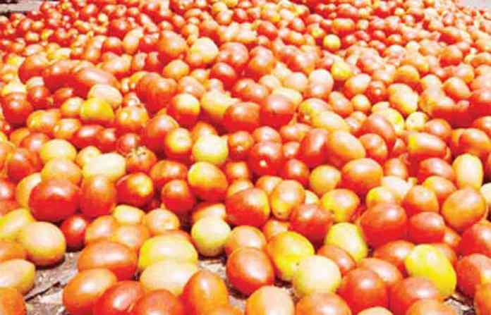 tomato1