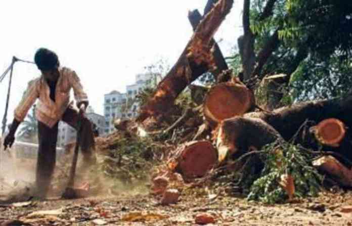 tree-cutting