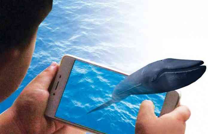 blue-whale