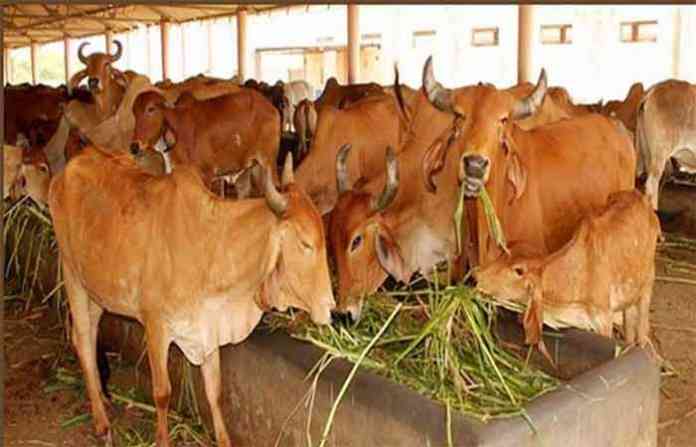 cow-india
