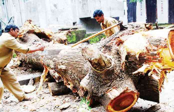 tree-cutting1-1
