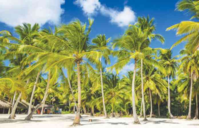 coconut-tree