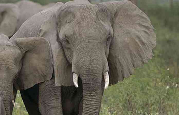 elephant-attack-new