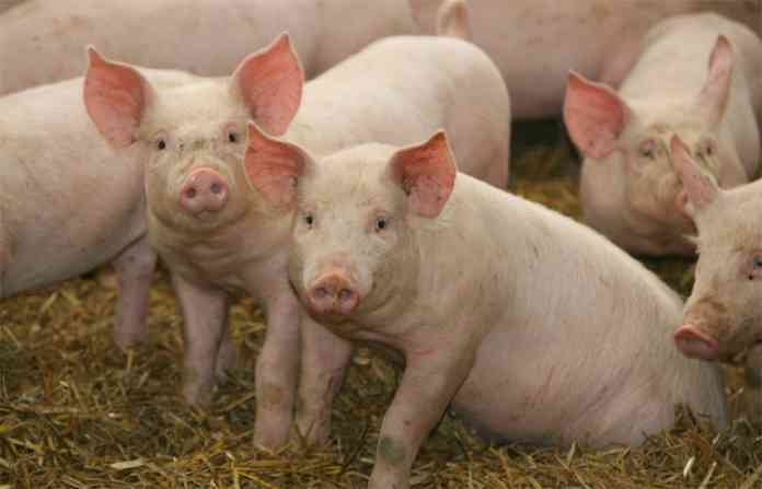 pigs