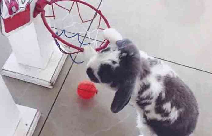 bini-the-buny
