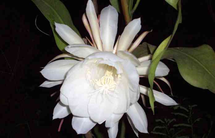 brahmkamal