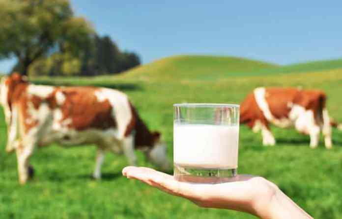 cow-milk