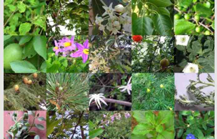 grp-leaves